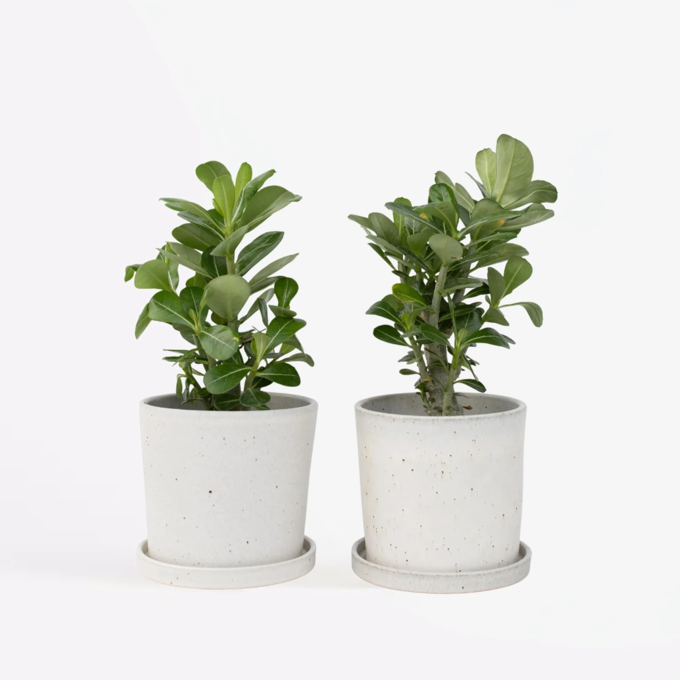Adenium Obesum Rose du Désert Plante Exotique Pot 10,5cm 25-40cm