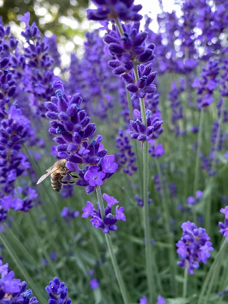Bloomique Lavandula Angustifolia Plante de lavande Résistante au gel Hauteur 15-20 cm Motte 7 cm