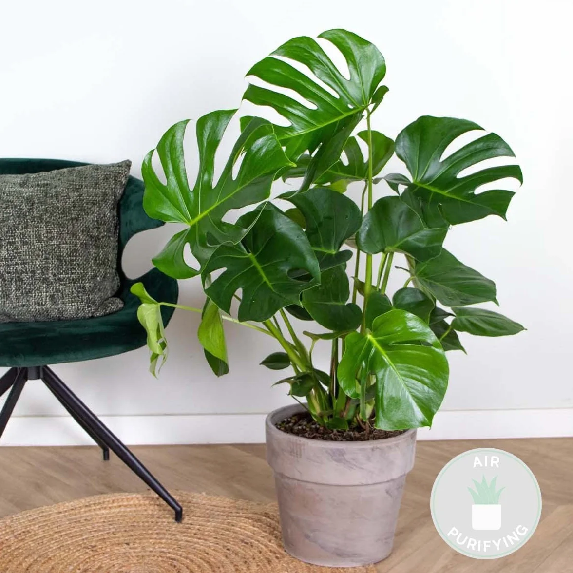 Monstera Deliciosa Plante d’intérieur Dépolluante Hauteur 70-80 cm Pot 21 cm