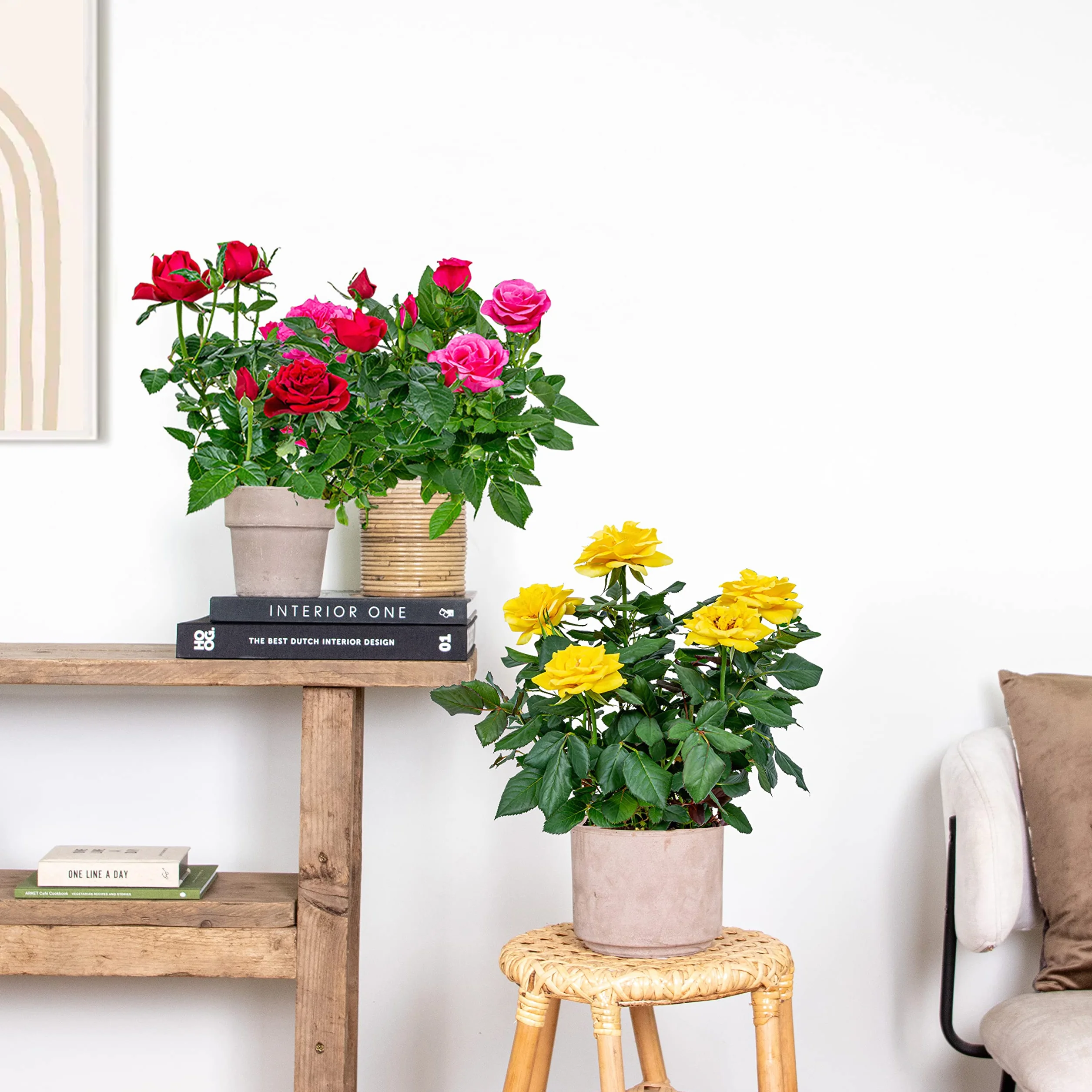 Bloomique Lot de 3 Rosiers Nains Rouge Jaune Rose Plantes d’intérieur & extérieur Hauteur 20-30 cm Pot 12 cm
