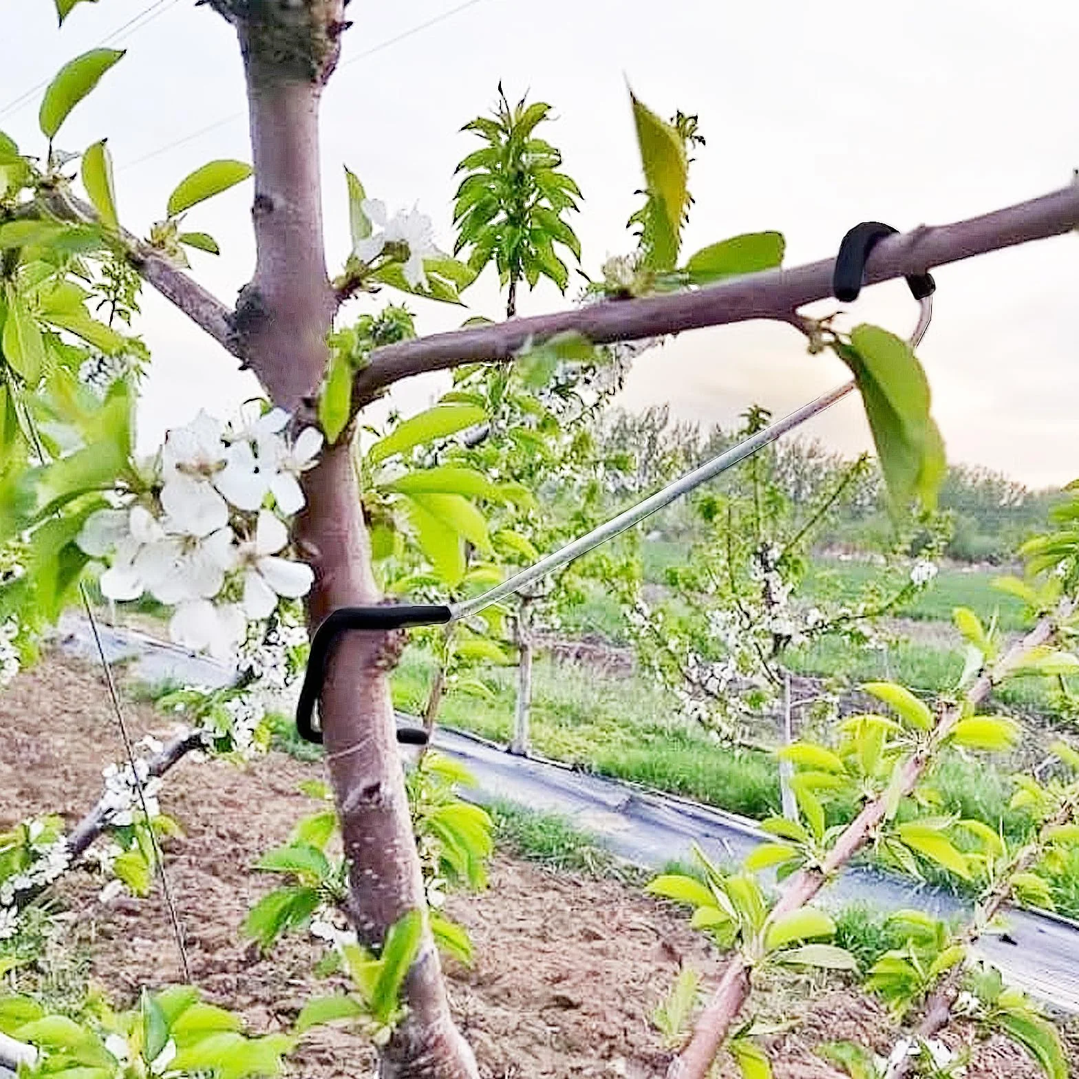 Lot de 20 épandeurs de branches d'arbres fruitiers - Support d'arbre - 17,8 cm