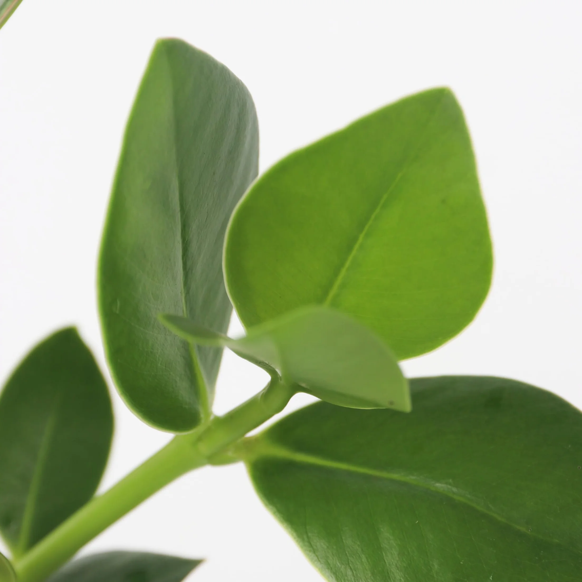 Clusia en verre Hydroponique Plante d'intérieur dans l'eau