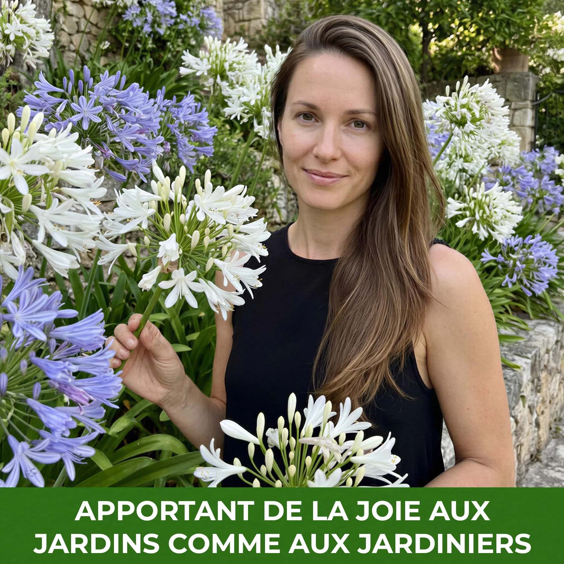 Agapanthus africanus Bleu-Blanc Twister 4 Fleurs à Planter Exterieur Vivaces Rustique Plante Jardin