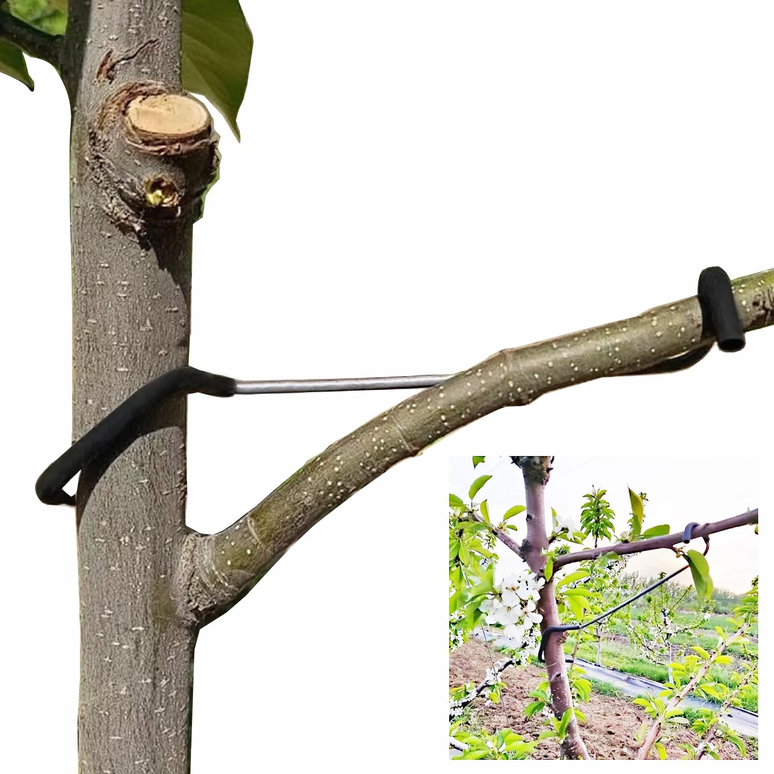 Lot de 20 épandeurs de branches d'arbres fruitiers - Support d'arbre - 17,8 cm