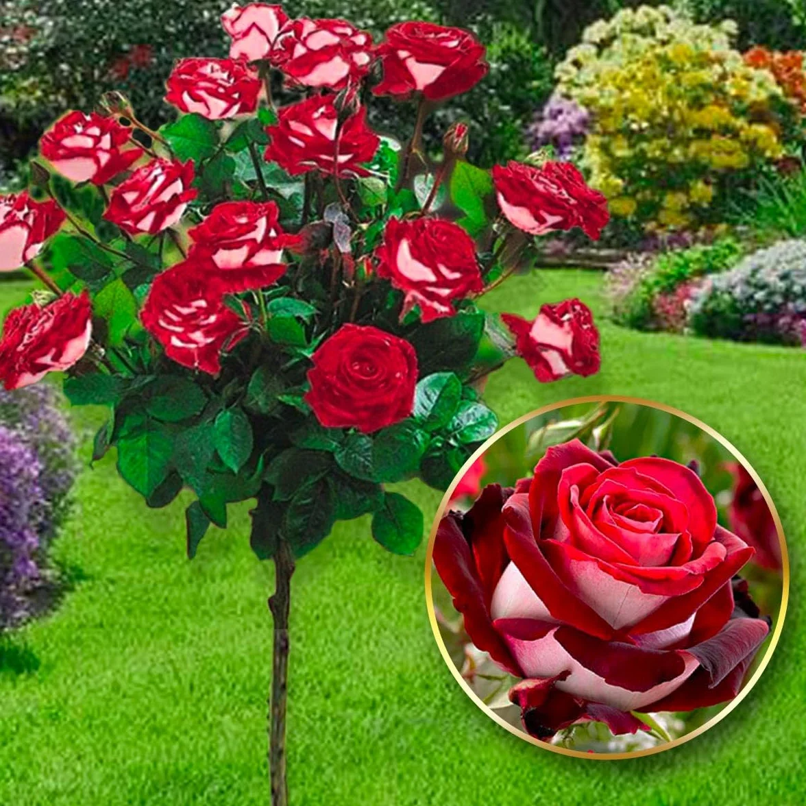 Rosier sur tige Osiria 120 cm Hauteur pour Pots Pleine Terre
