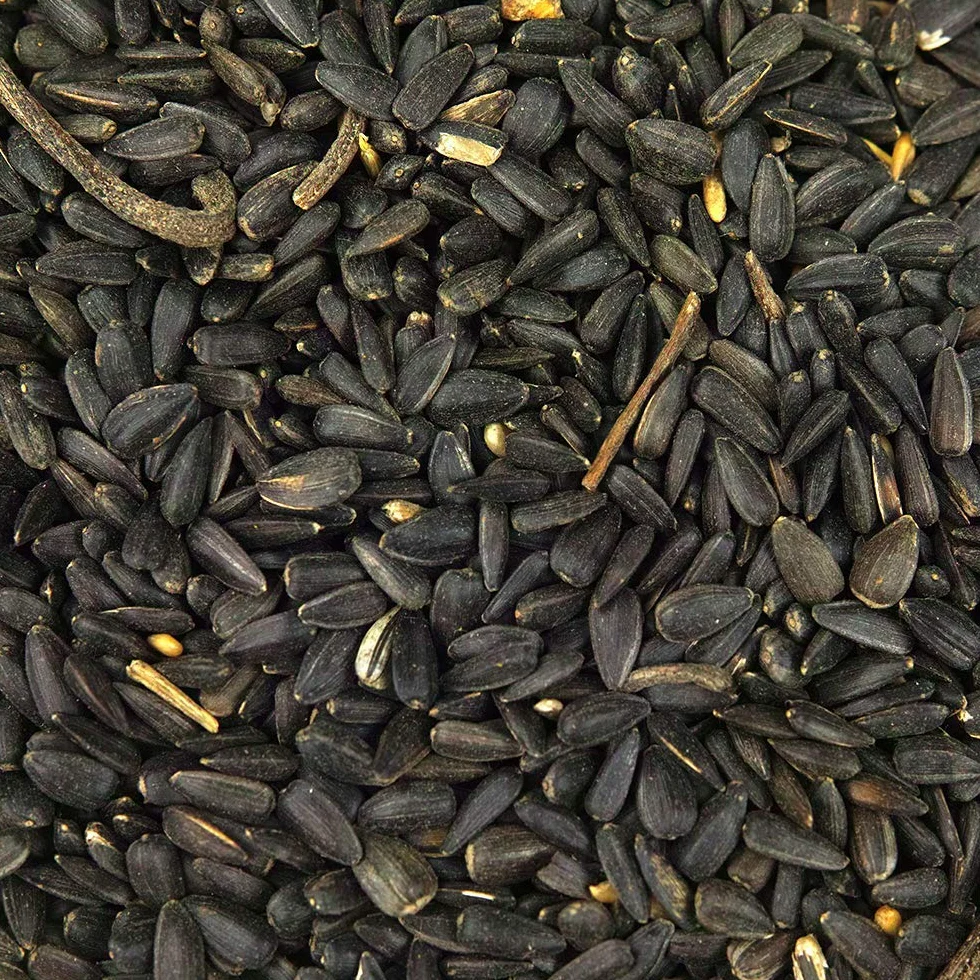 SQUAWK Graines de Tournesol Noir Nourriture pour Oiseaux Sauvages Riches en Huile 1L