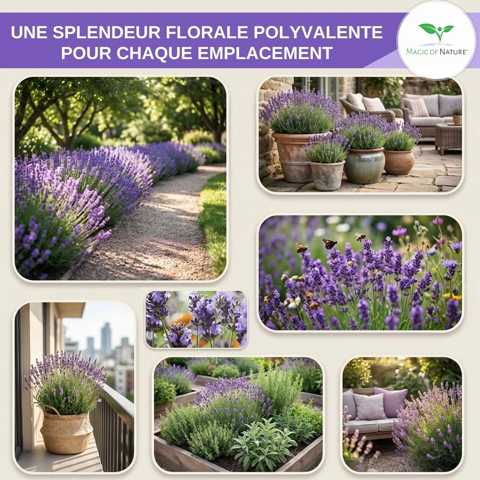 Graines de Lavande Vraie 150 Pcs – Semis Rustique Vivace – Plante Odorante pour Jardin