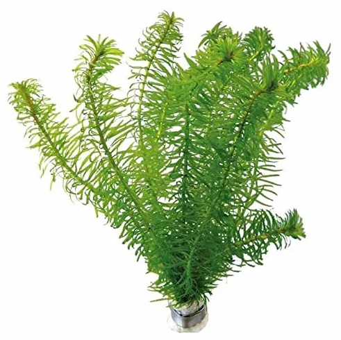 Élodée dense plante oxygénante bassin aquarium 20 tiges