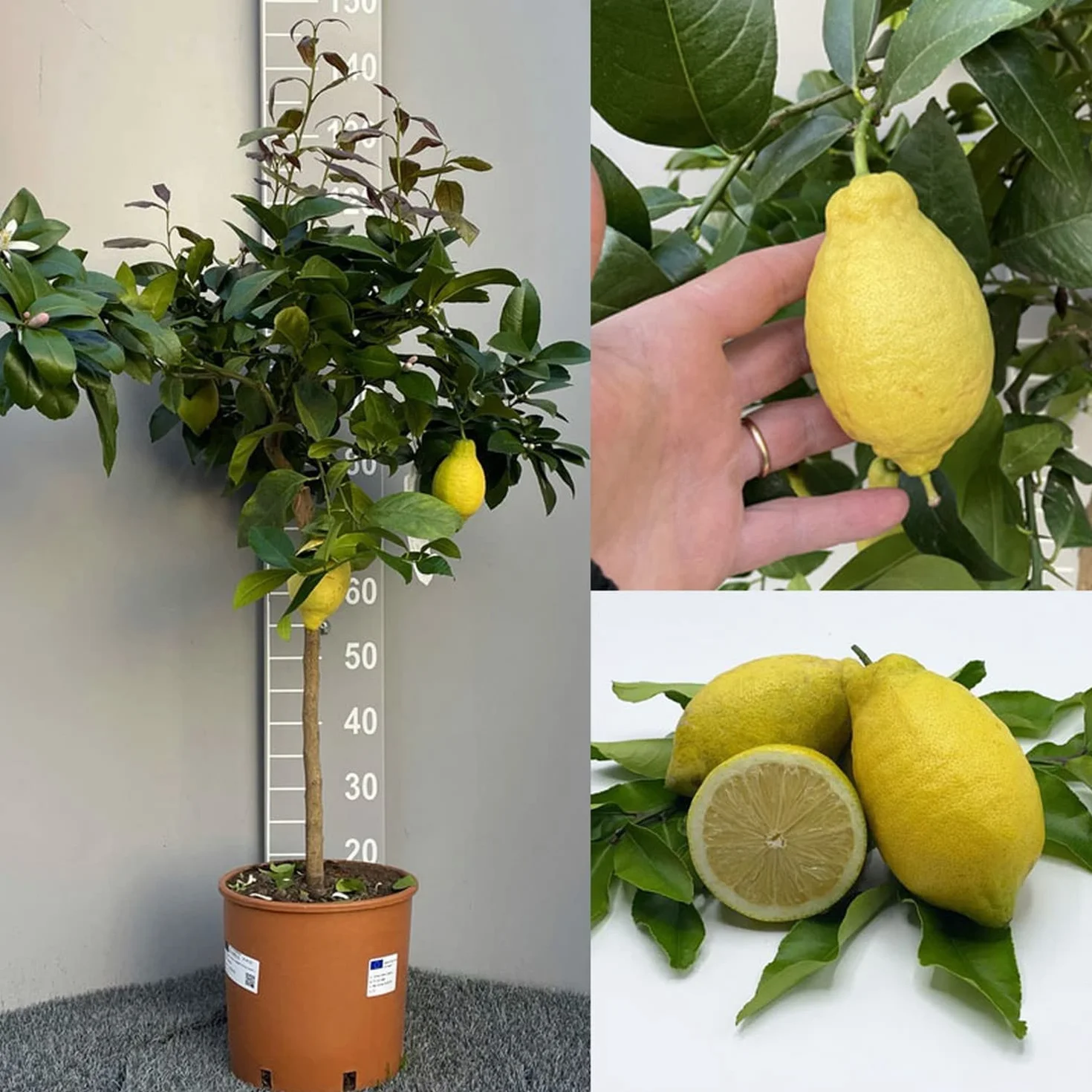 SAVINI VIVAI Citronnier Lunario plant en pot 20 cm hauteur 70 cm 2-3 ans greffage Italie