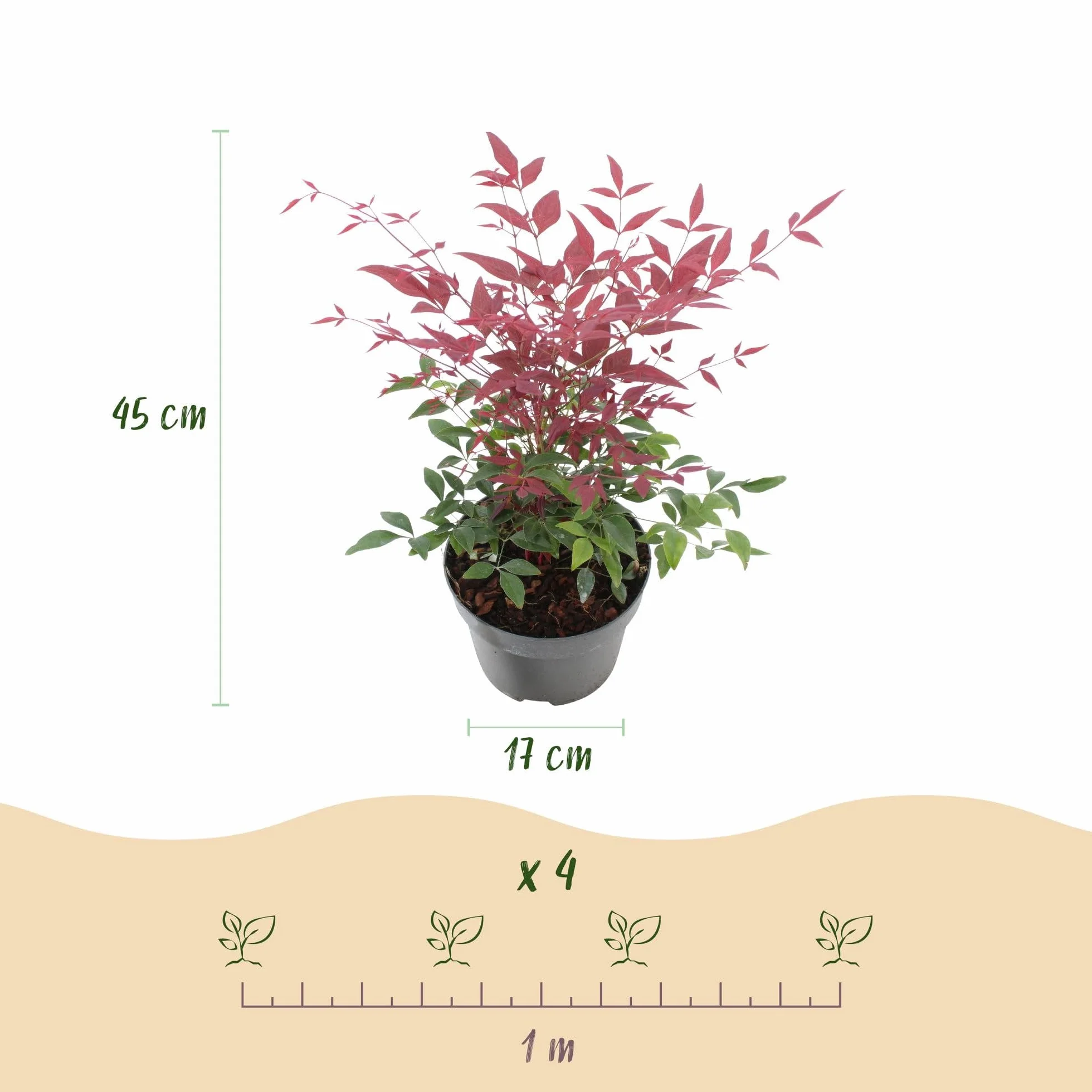 Nandina Obsessed Plante de jardin Persistante Pot 17cm Hauteur 45cm
