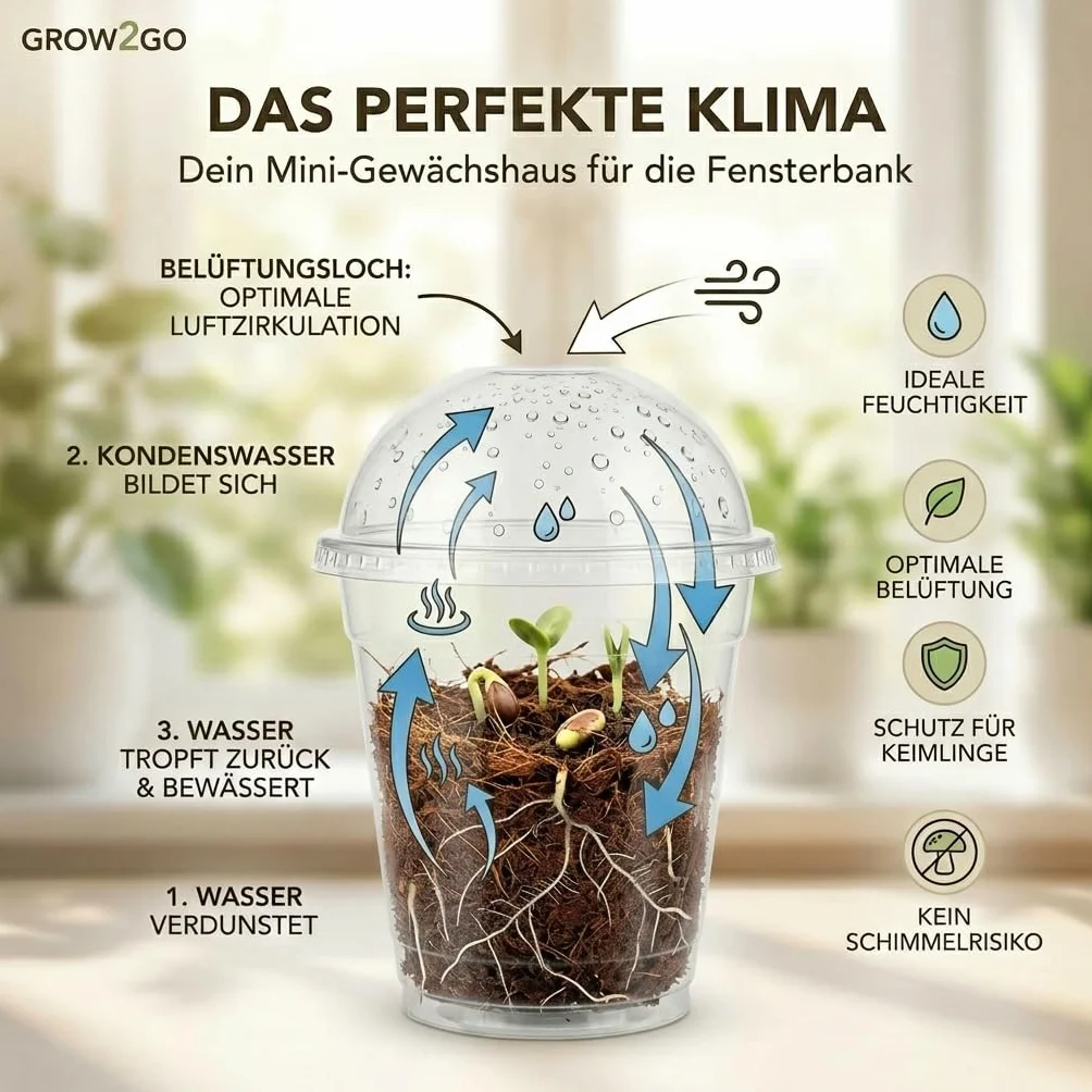 Kit Bonsai GROW2GO avec mini-serre, graines et terre - Pin Australien