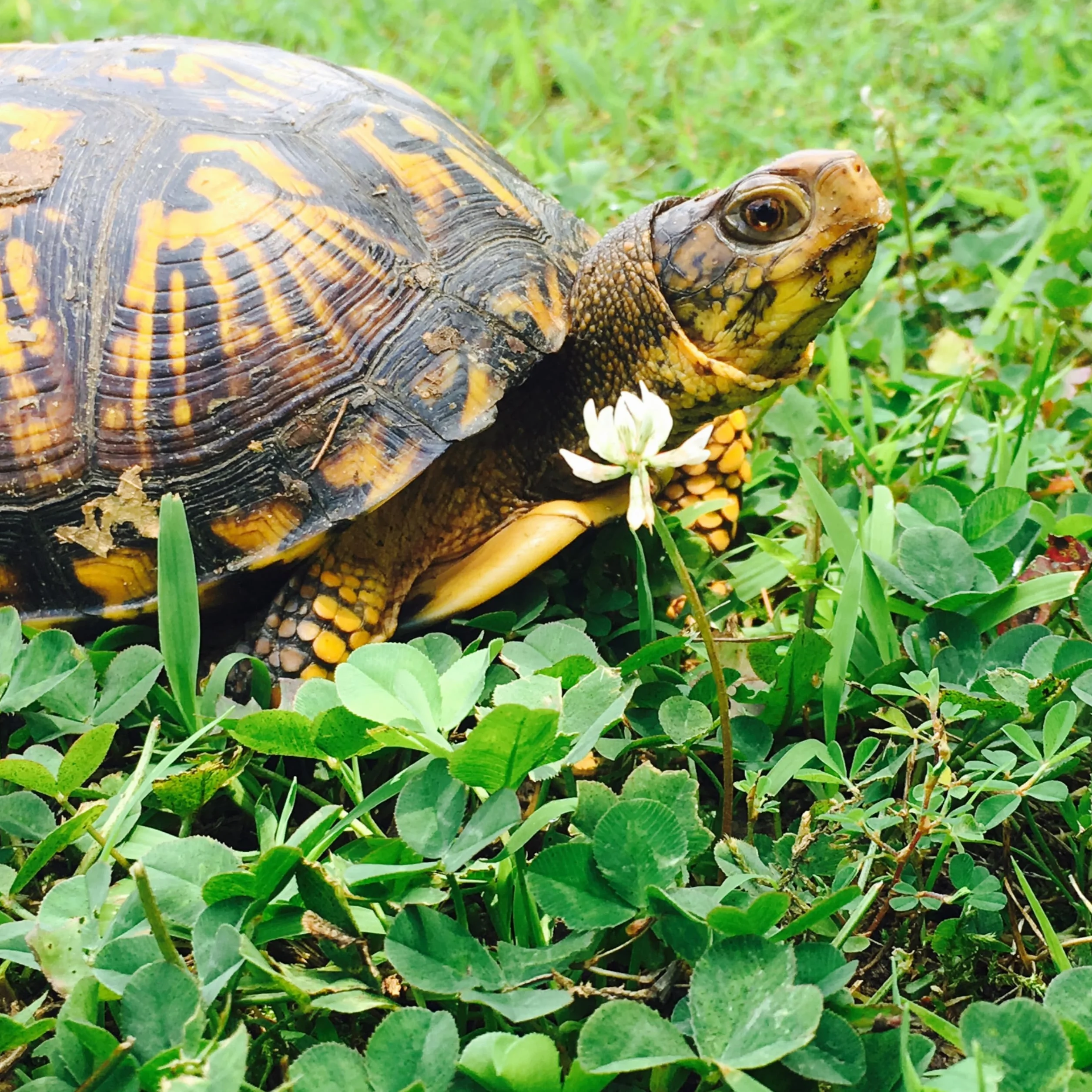Mélange de fleurs pour Tortues Terrestres