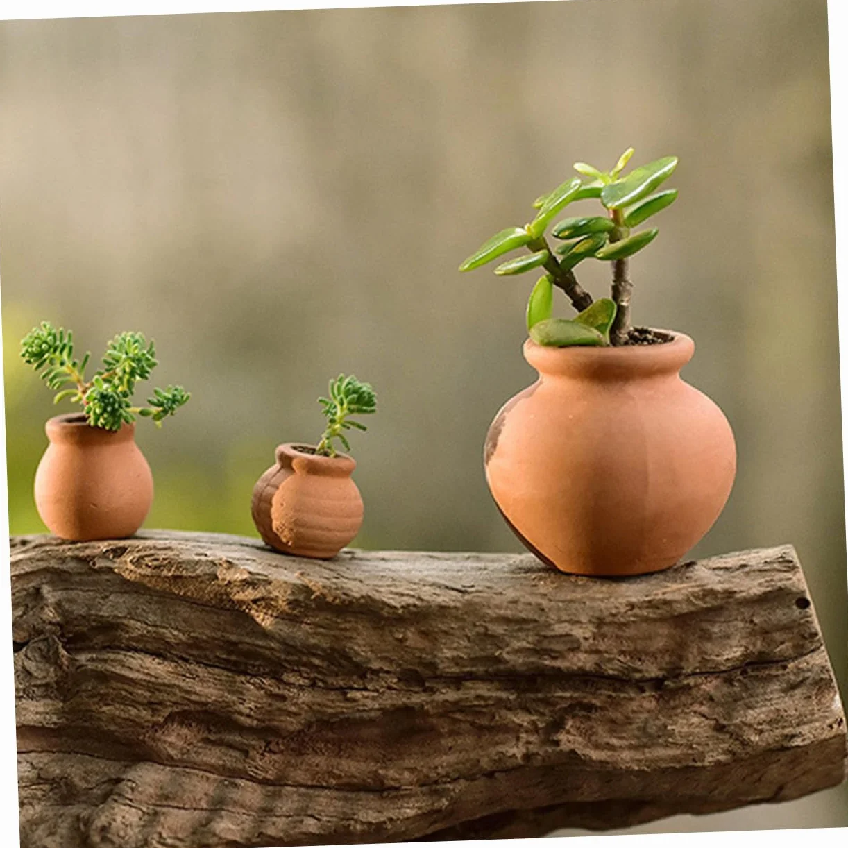 Lot de 12 Mini Pots pour Plantes Succulentes Intérieur Extérieur