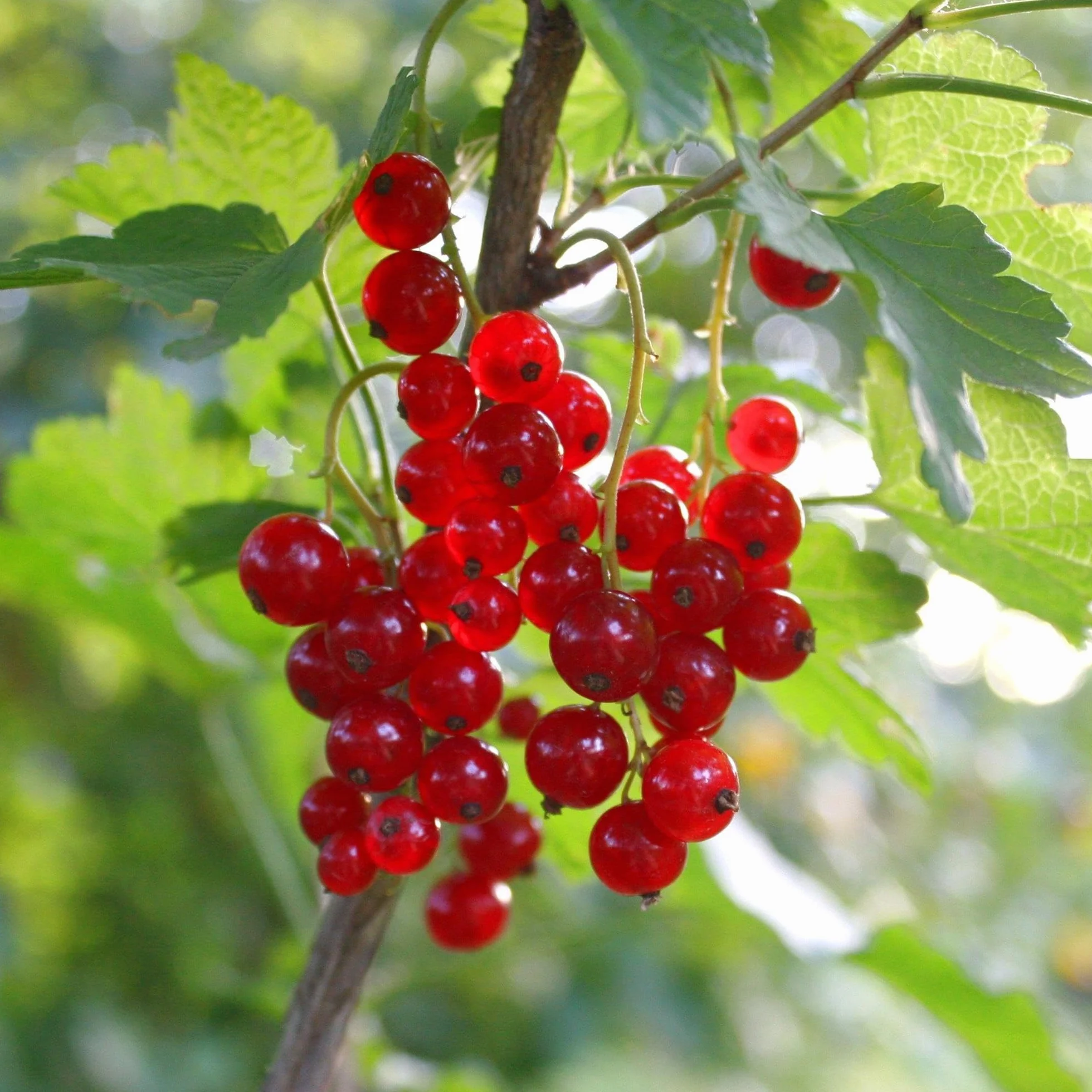 Ribes rubrum Jonkheer van Tets Plante fruitière Groseille 2 Plantes Pot 15cm Hauteur 50cm