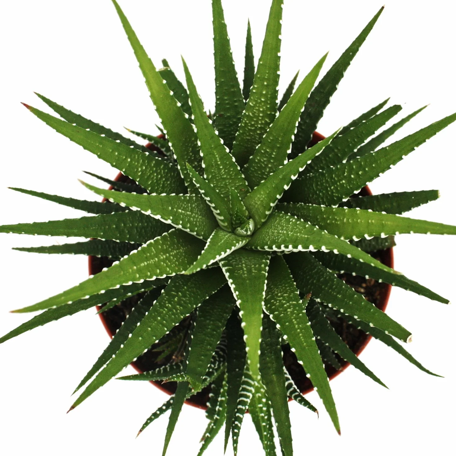 Haworthia fasciata Big Band pot 10,5 cm