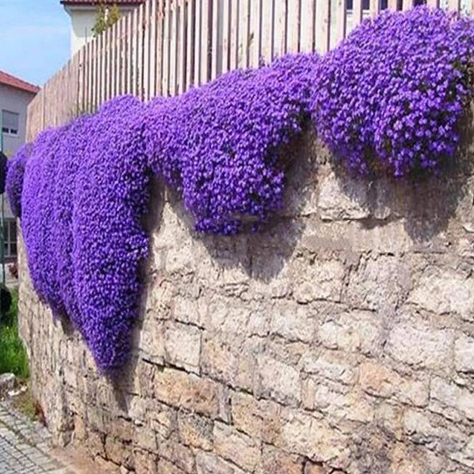 Graines d'Aubrieta Violet Sac de Graines Résistantes au Froid Faciles à Planter pour Jardin Extérieur