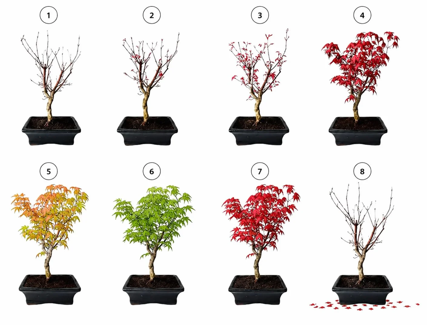 Bonsaï Érable Japonais Acer Deshojo P20 25-30 cm
