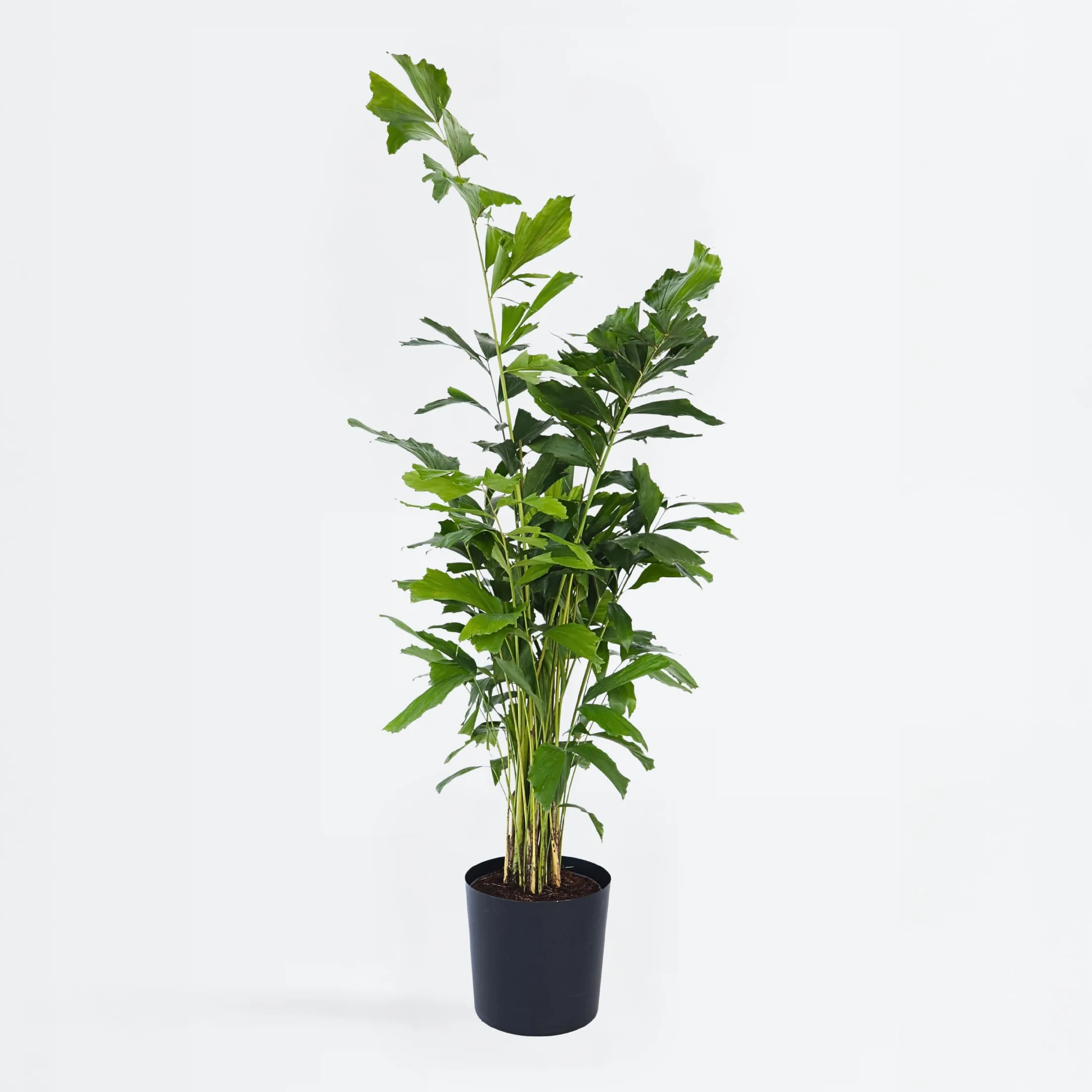Caryota mitis Palmier à queue de poisson Pot 27cm Hauteur 120-130cm