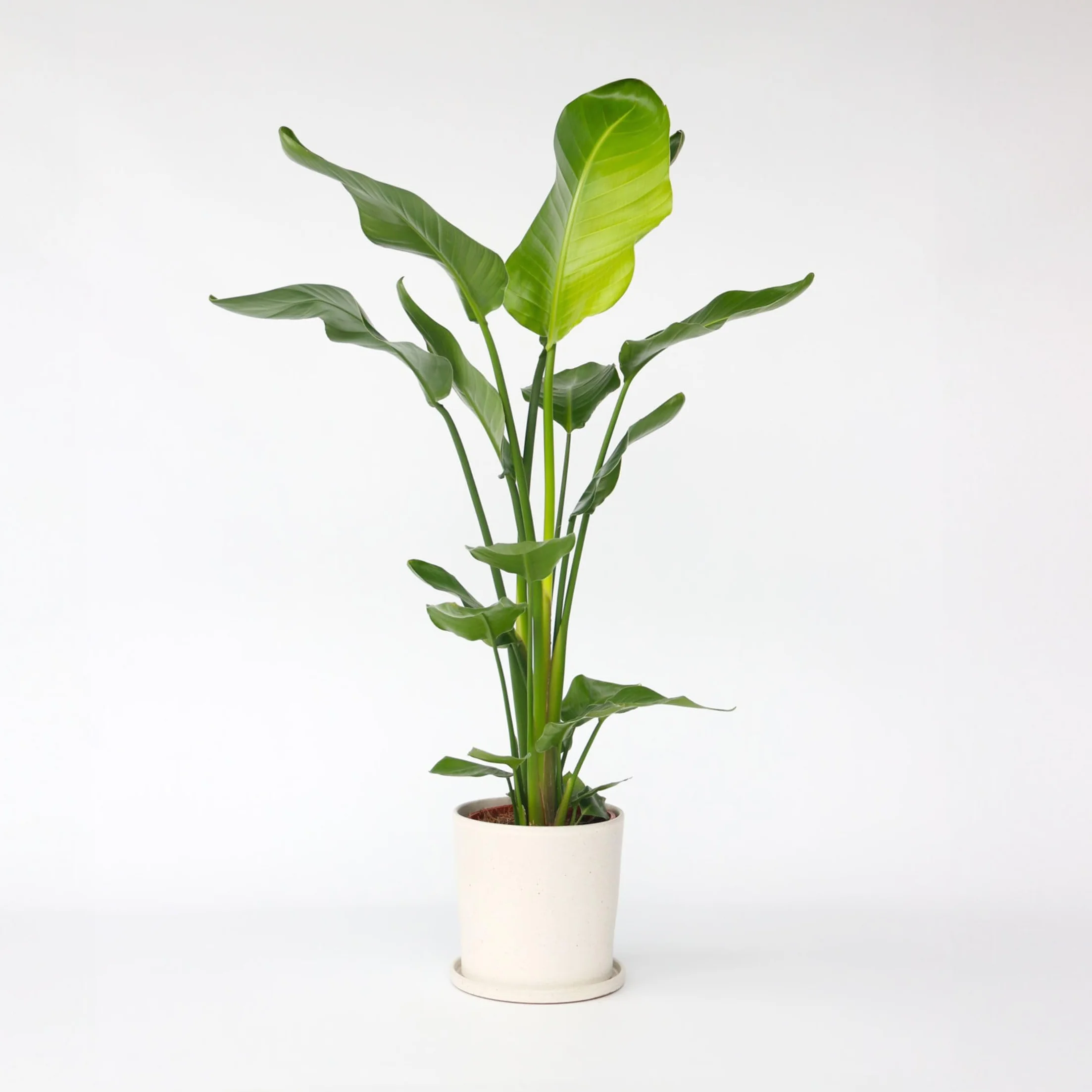 Strelitzia Nicolai XL Plante Verte Intérieur Vivante Pot 21cm Hauteur 90-110cm