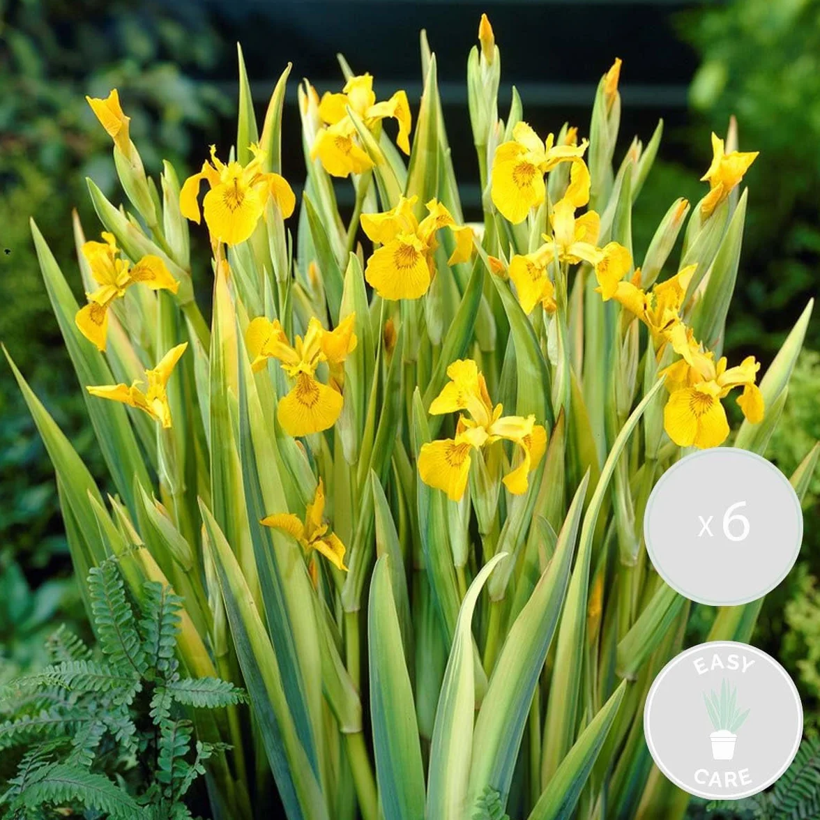 Bloomique Lot de 6 Iris Pseudacorus Iris jaune Plantes de bassin aquatiques Rustique Hauteur 20-30 cm Pot 9 cm