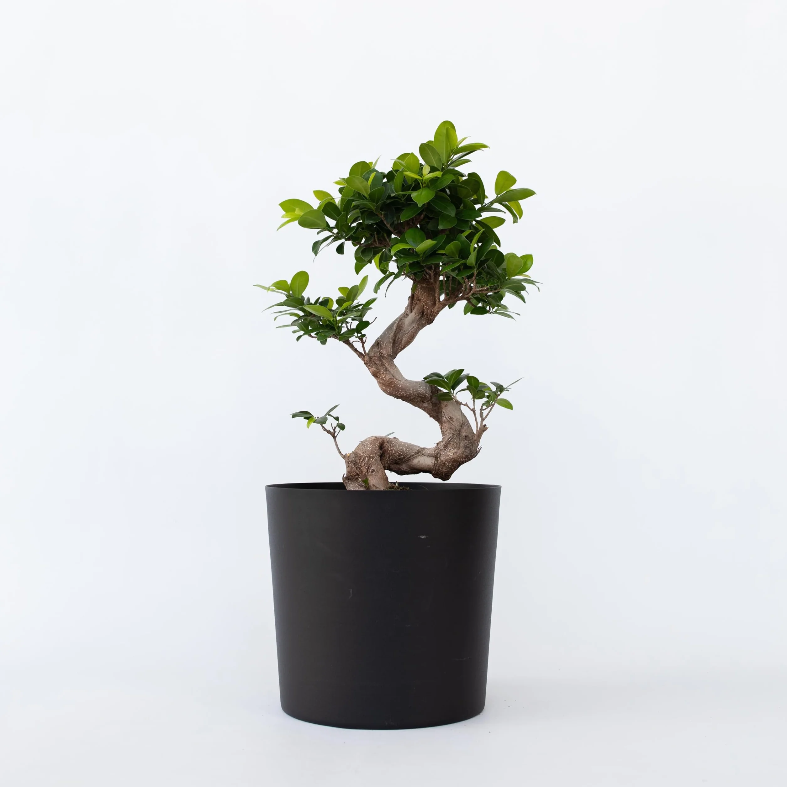 Ficus Ginseng en forme de S Bonsaï Japonaise Plante d'intérieur Pot 20cm Hauteur 55-65cm