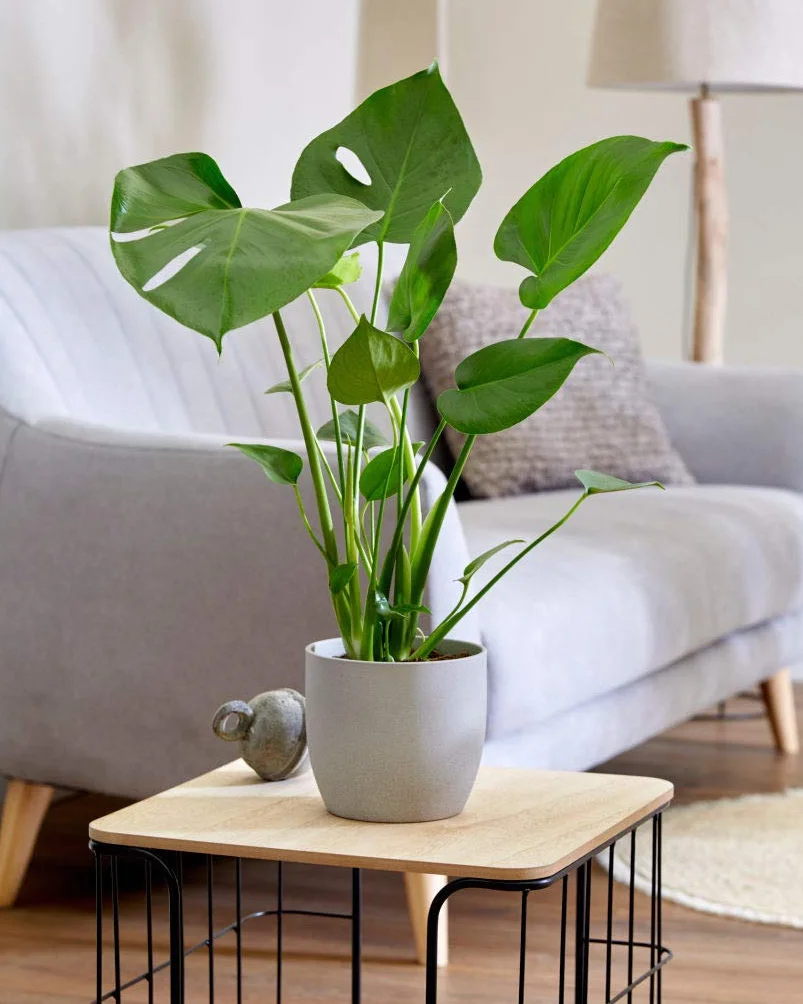 Monstera Deliciosa Plante d’intérieur Dépolluante Hauteur 70-80 cm Pot 21 cm