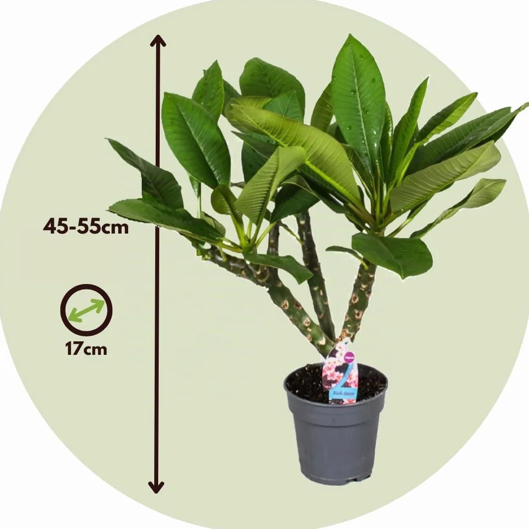 Plant in a Box Plumeria Frangipani Hawaii Frangipanier plante exotiques Pot 17cm Hauteur 45-55cm