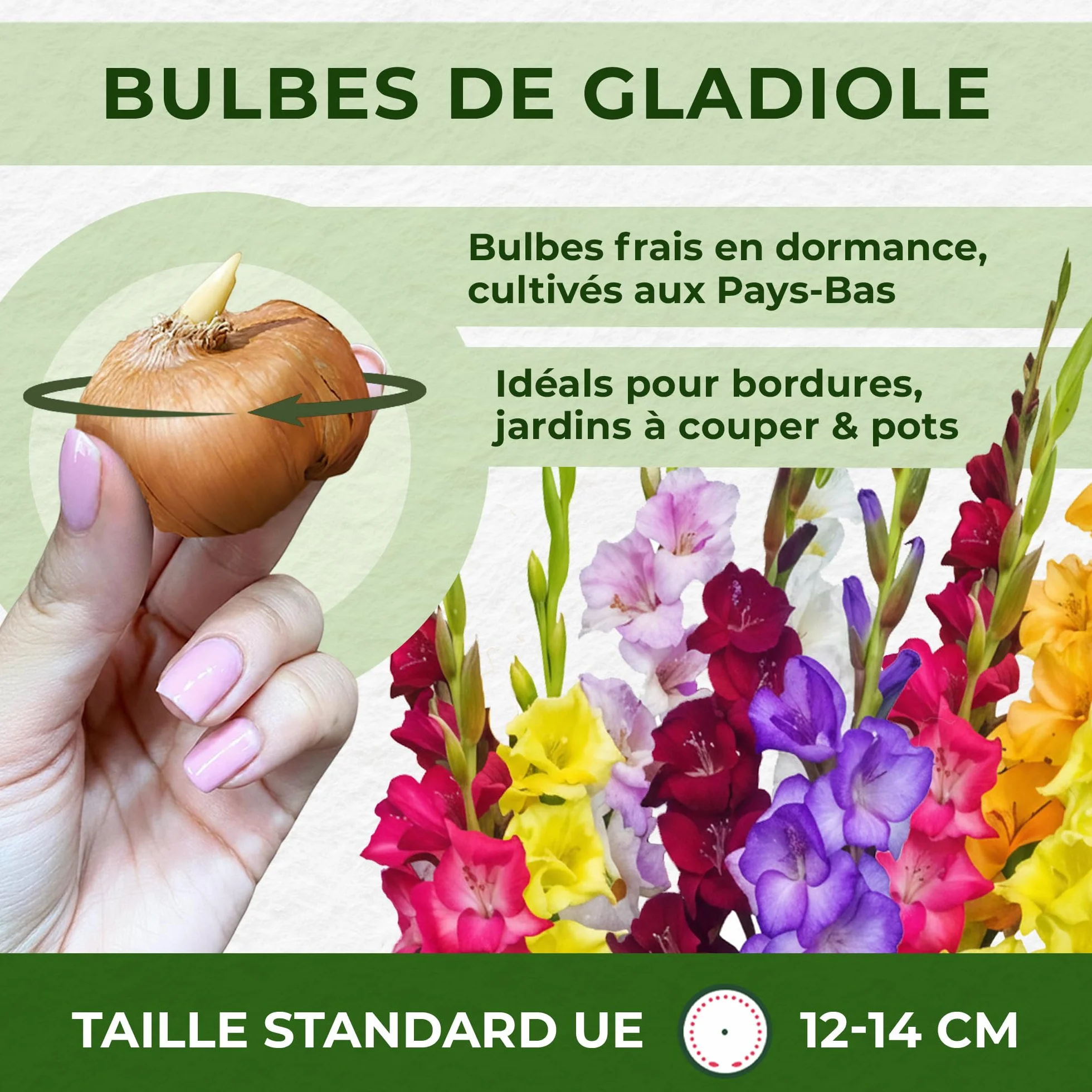 Gladioles Bulbes Collection 50 Bulbes de Fleurs à Planter Exterieur Plantes Vivaces Rustique Hollande
