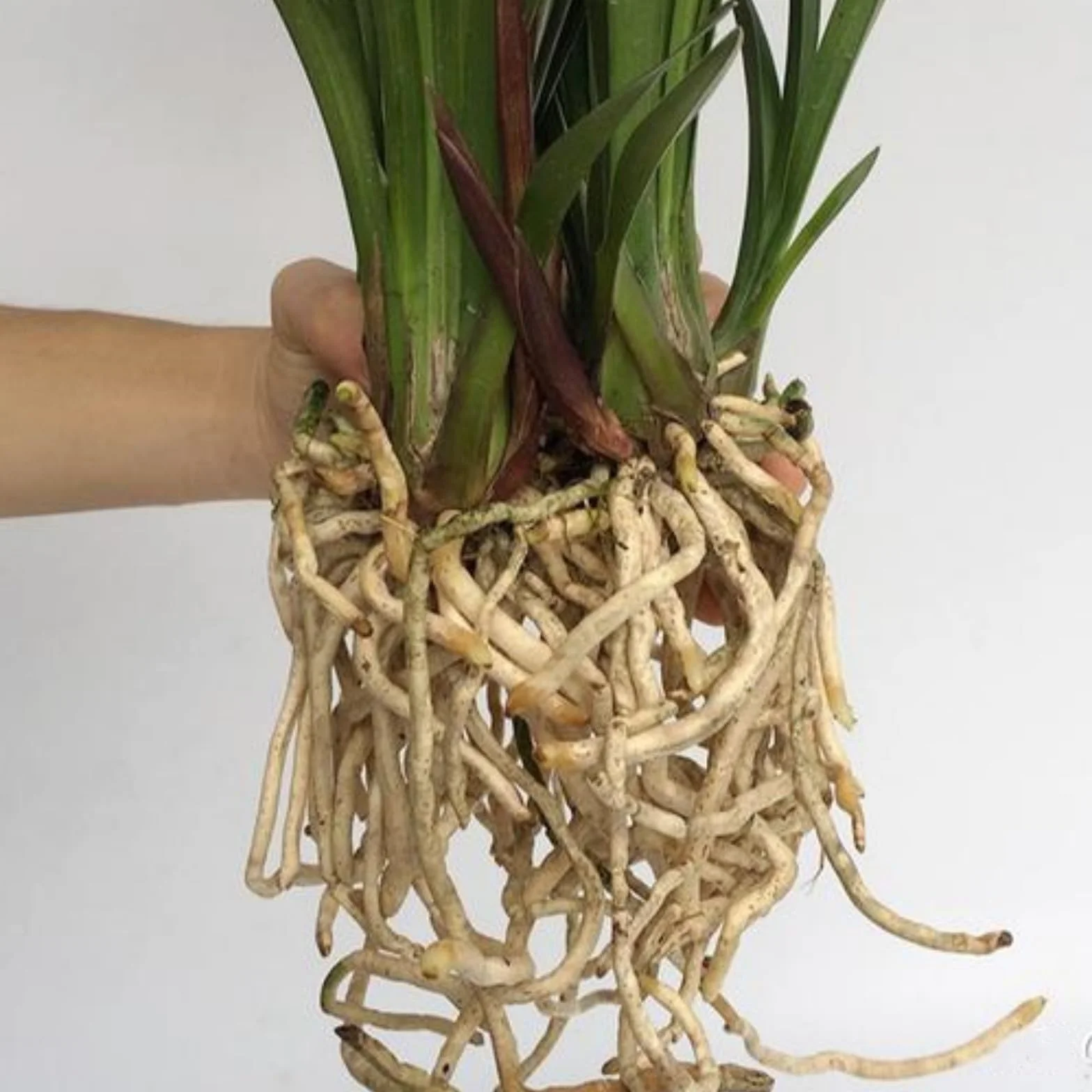Orchidée Cymbidium Rhizomes, résistant à l'hiver, intérieur idéal