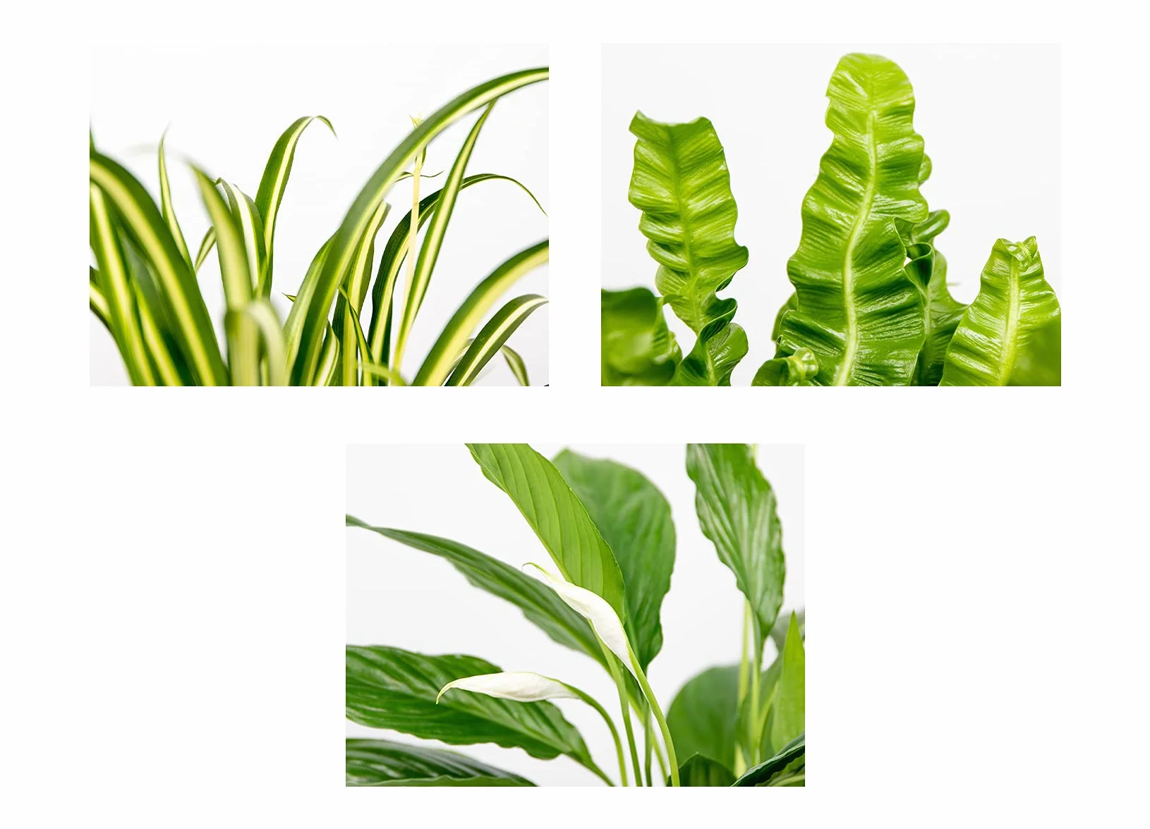 Bloomique Lot de 3 Spathiphyllum Asplenium Chlorophytum Dépolluantes 25-45 cm