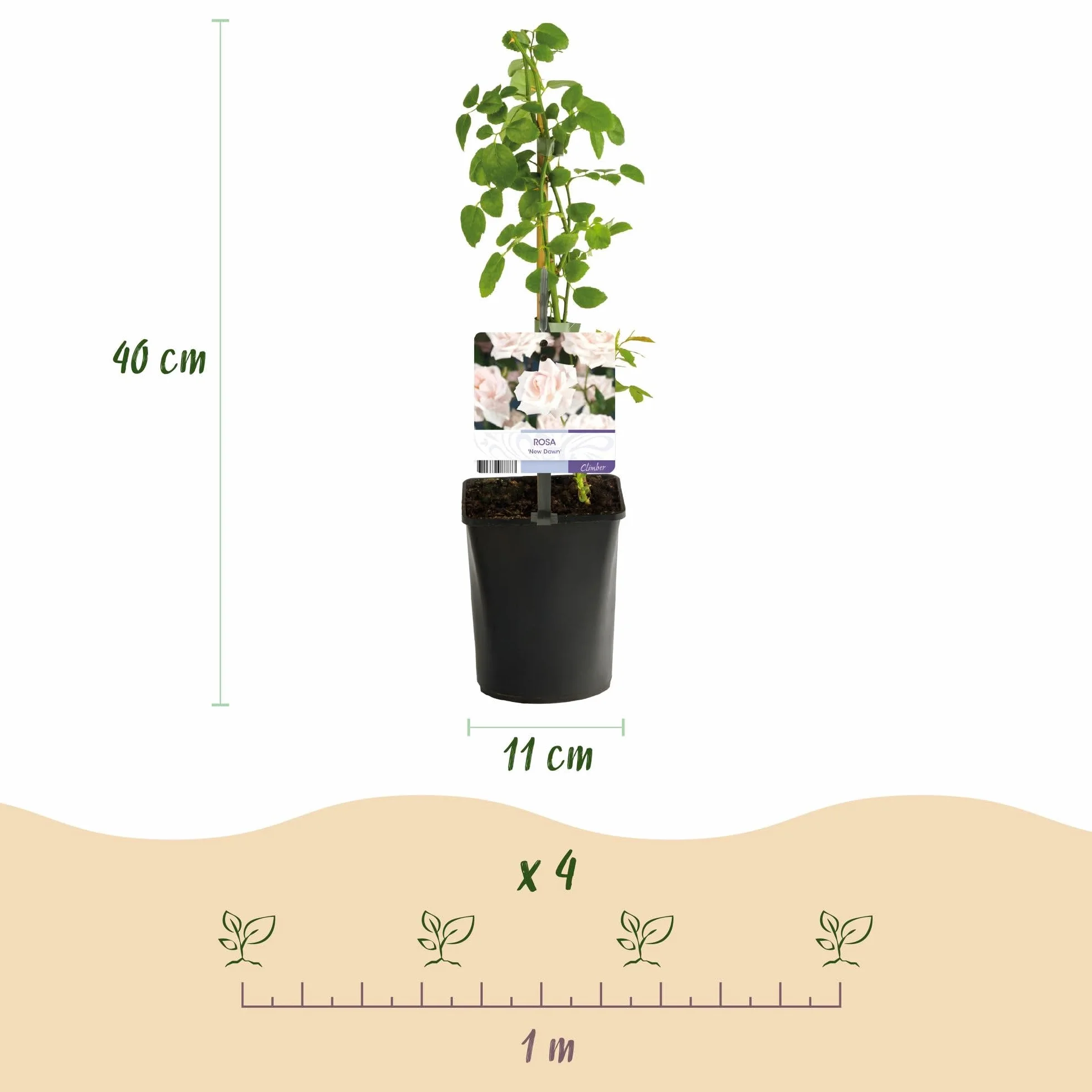 GreenboutiQ Rosier grimpant Rosa Tricolour Fleurs Rose Blanc Rouge 3 plantes Pot 11cm Hauteur 40cm