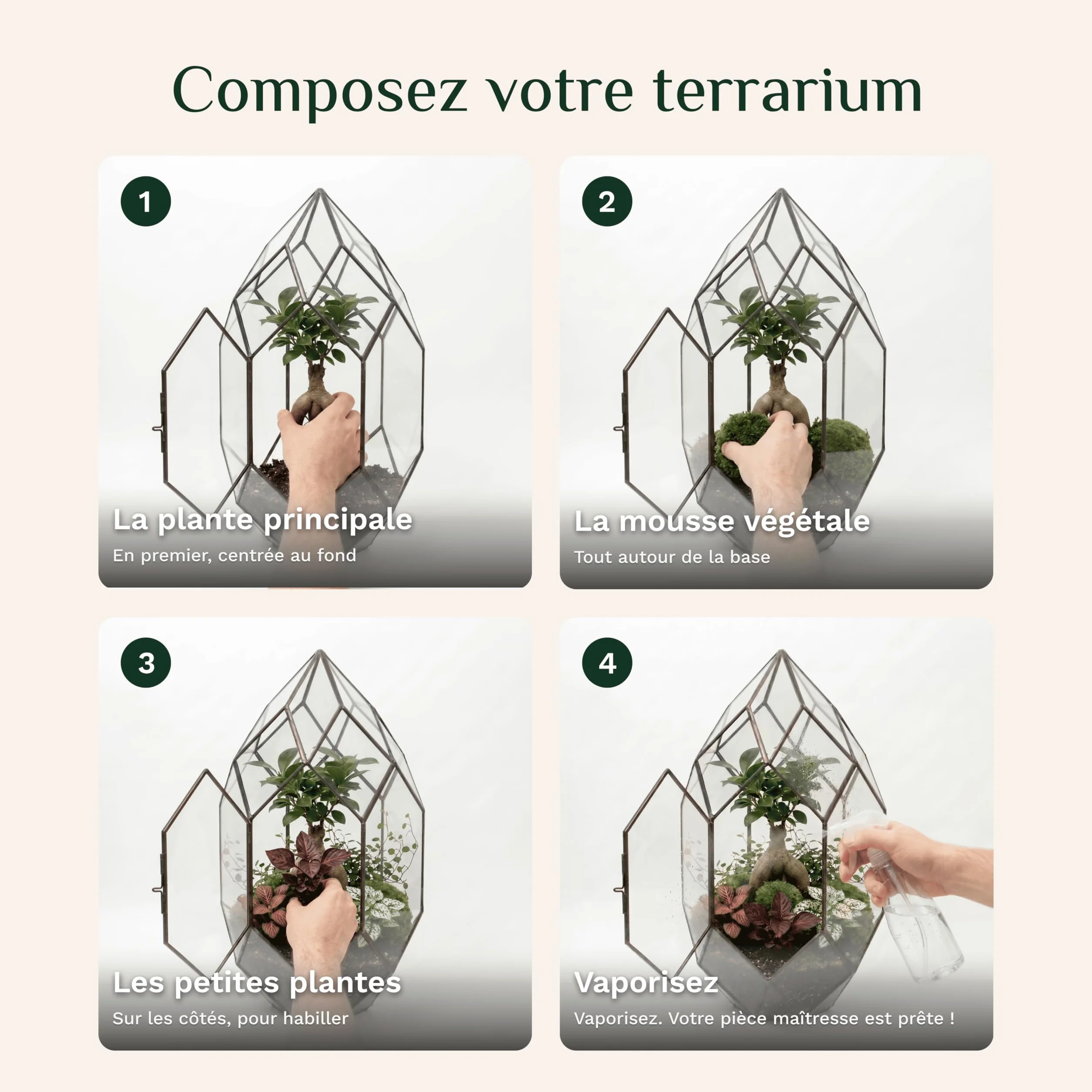 Plantes Terrarium Personnalisable Pack 5 – Ficus Ginseng Fittonia Hypoestes Coffea Mousse – Mini Plantes d'intérieur