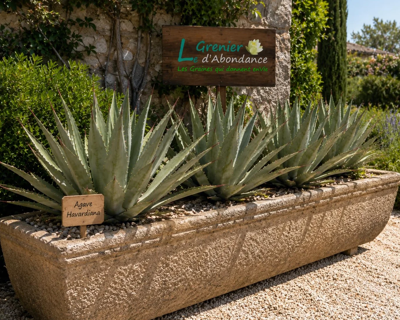 AGAVE HAVARDIANA 25 graines à semer - Le Grenier d'Abondance - Plante Succulente