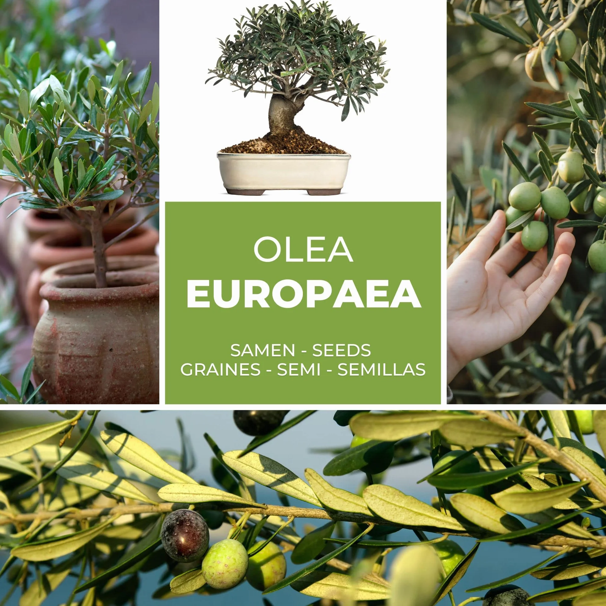 Graines d'Olivier Olea europaea 10 Pcs Arbre à Huile Jardin Balcon Bonsaï