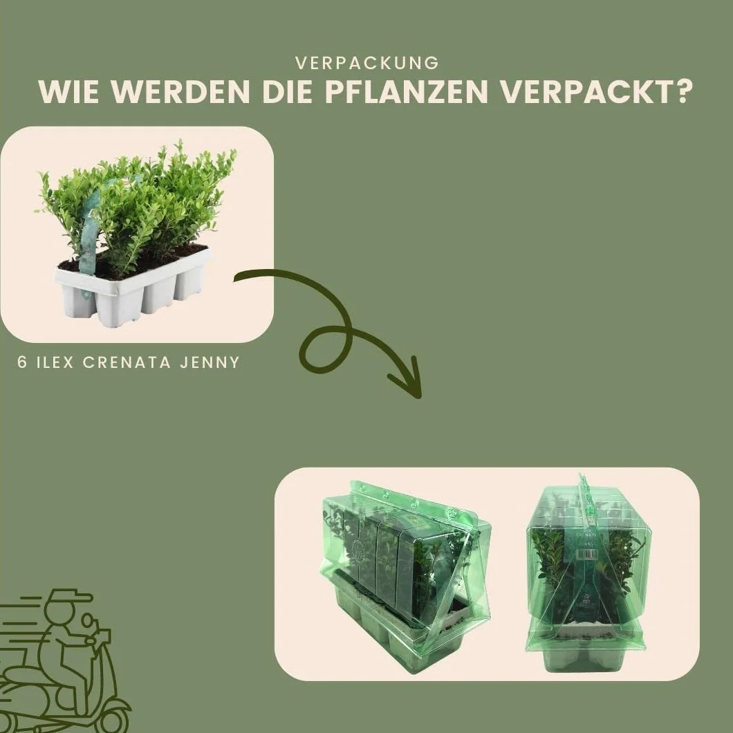 Ilex crenata 'Jenny' 48 Plantes de houx du Japon Ø 7 cm 15 cm Haie rustique Alternative buis Arbuste persistant Jardin