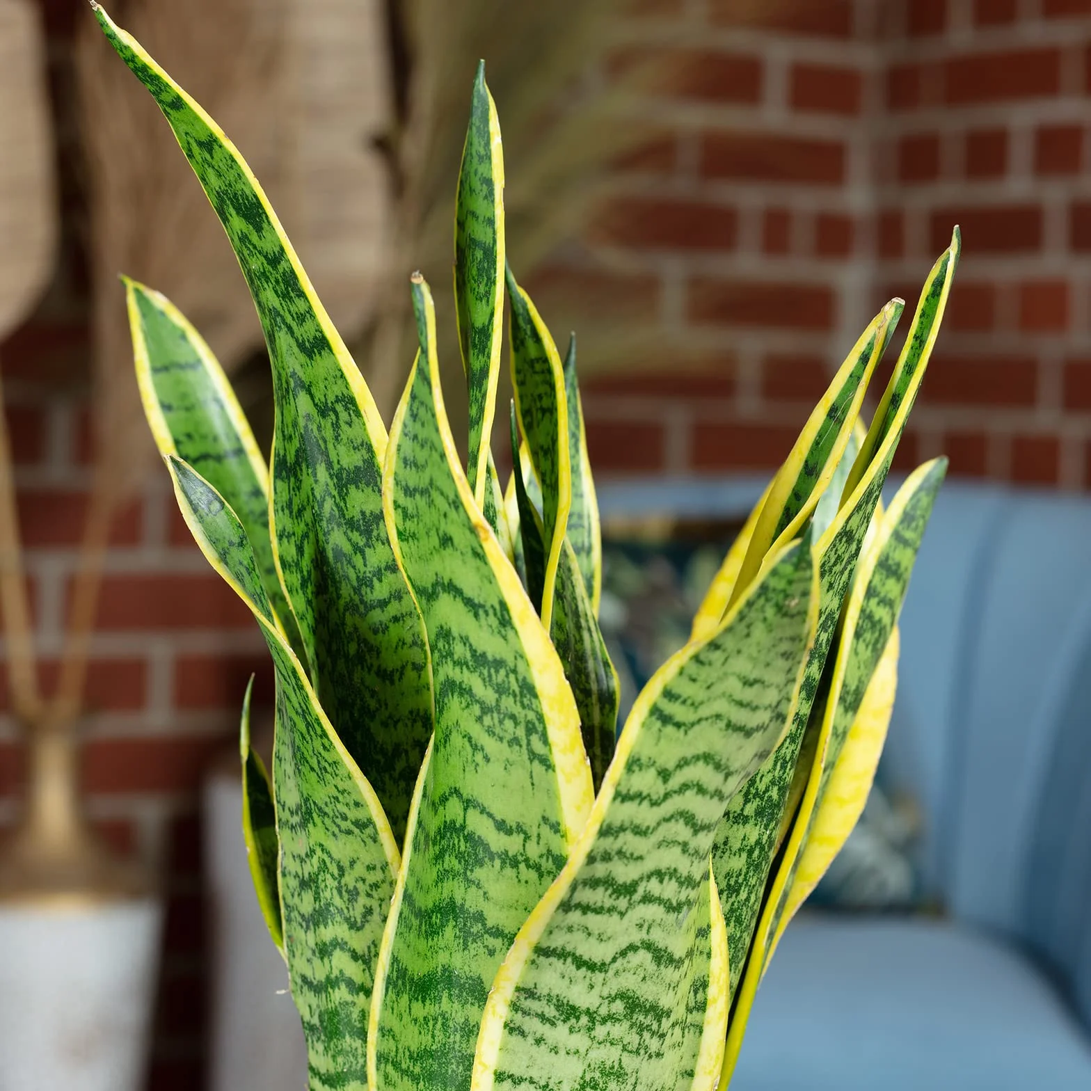 Sansevieria trifasciata Laurentii plante d'intérieur 35 cm pot 12 cm