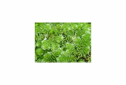Azolla caroliniana