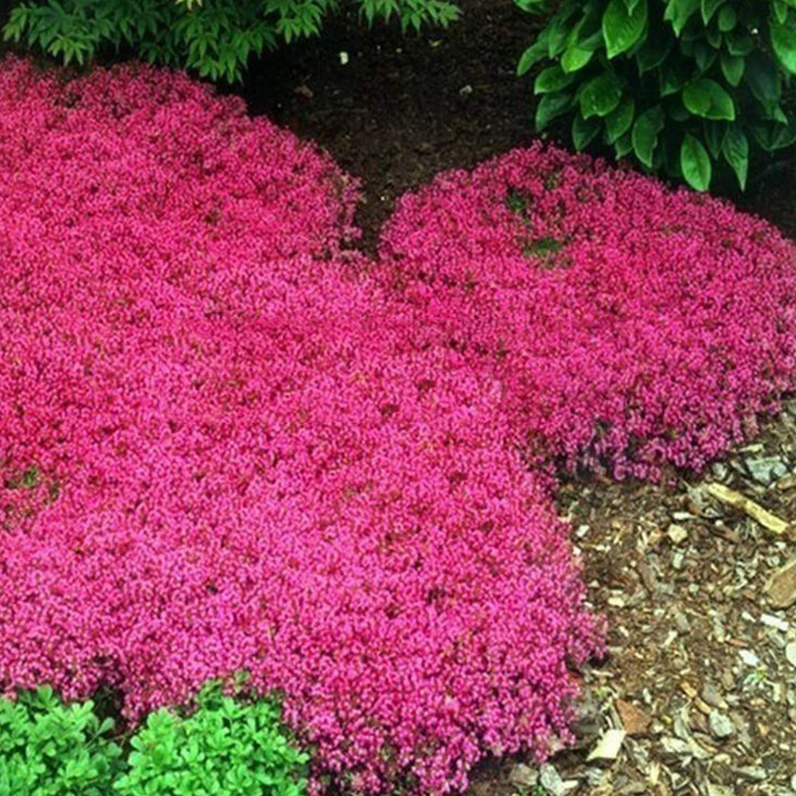 Graines d'Aubrieta Violet Sac de Graines Résistantes au Froid Faciles à Planter pour Jardin Extérieur