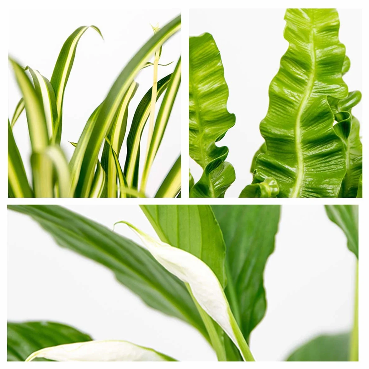 Bloomique Lot de 3 Spathiphyllum Asplenium Chlorophytum Dépolluantes 25-45 cm