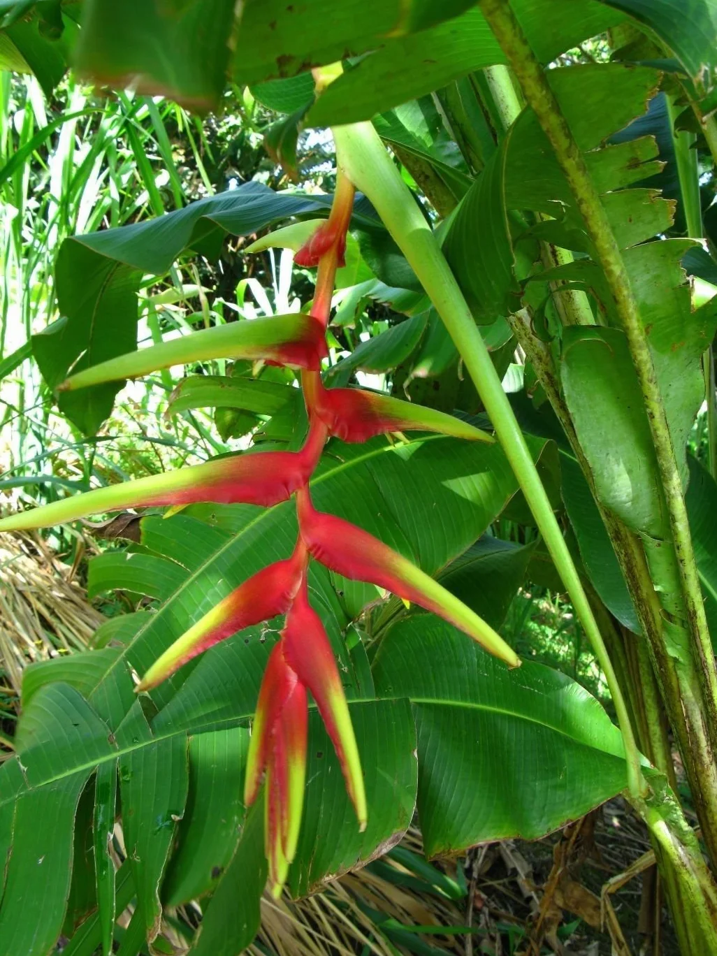 Heliconia Riopalenquensis Rouge vif Pendentif Graines de plantes tropicales rares (5)