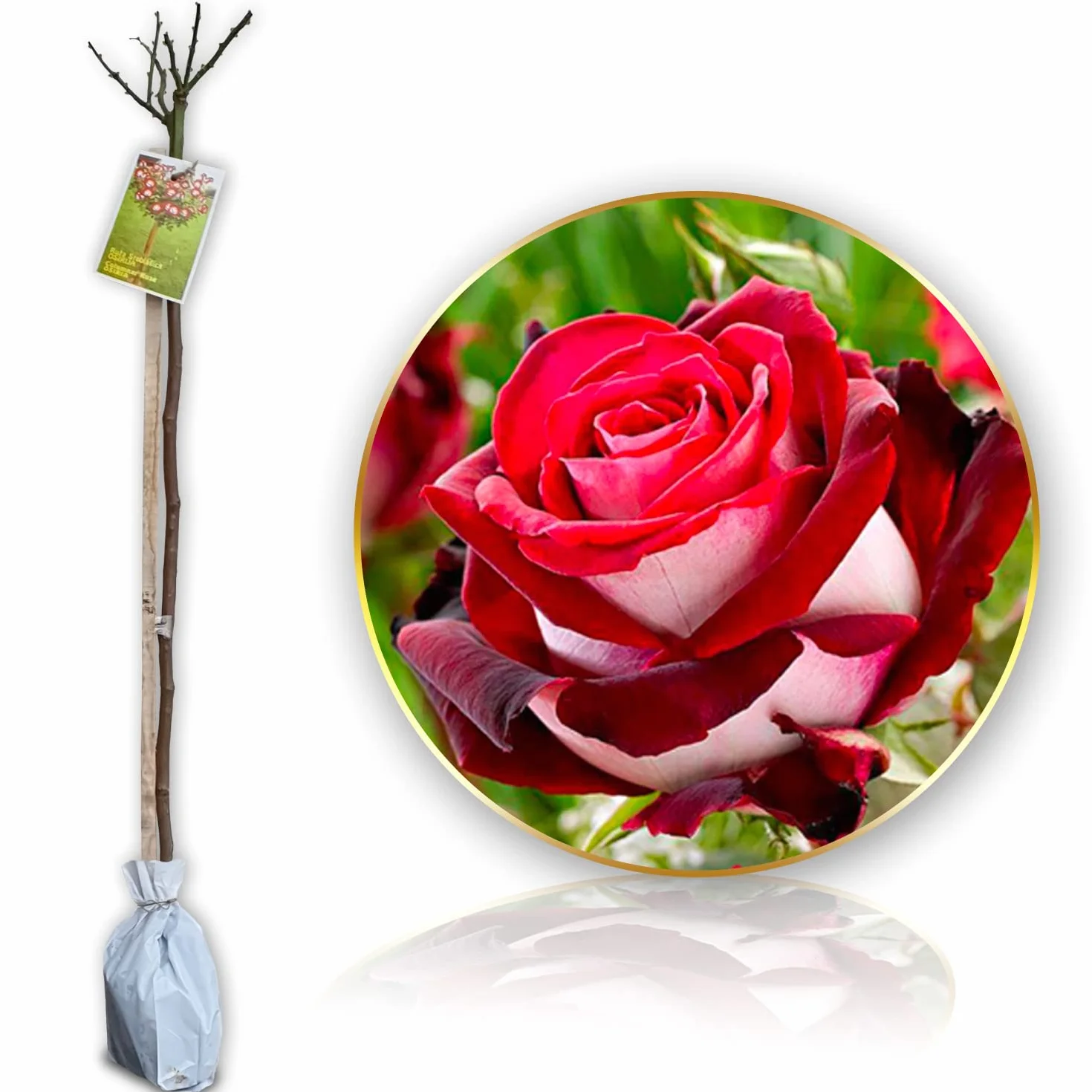 Rosier sur tige Osiria 120 cm Hauteur pour Pots Pleine Terre
