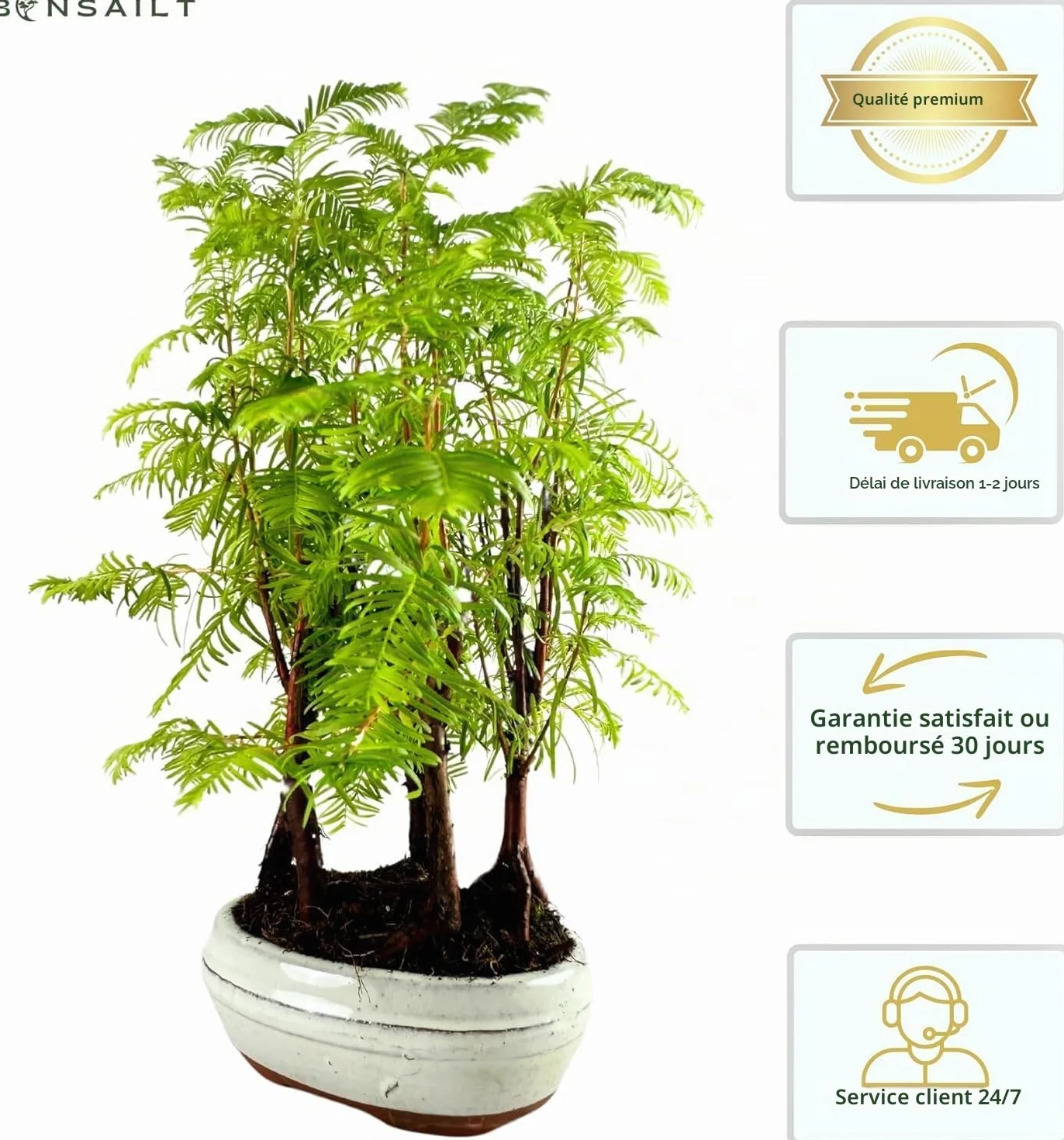 Bonsaï Metasequoia Arbre avec pot en céramique Forêt Plein Air (P16)