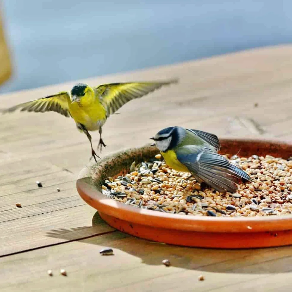 KLASEBO Nourriture pour Oiseaux Sauvages 25 kg Mélange Graines Oiseaux du Ciel