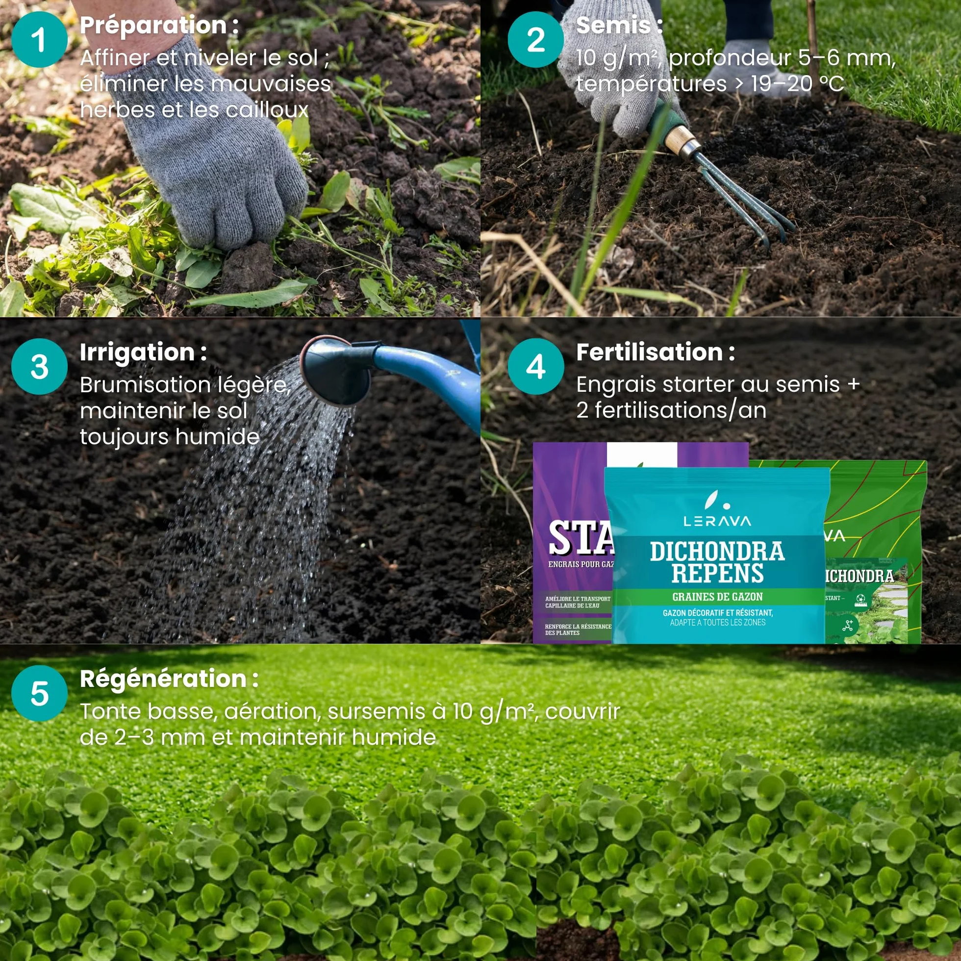 Dichondra repens gazon semer 20m² 200g résistance sécheresse zones ombragées ensoleillées micro trèfle