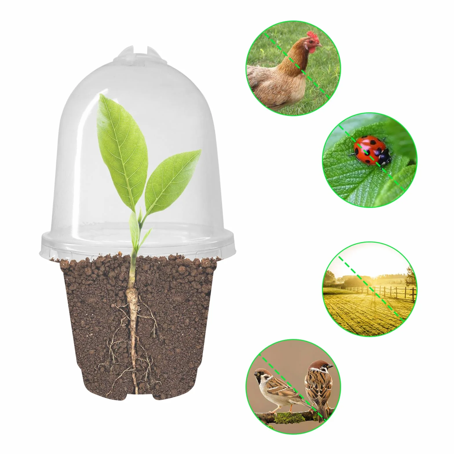 Pots de Semis 9cm Plastique Transparent Godets repiquage avec Trous de Drainage 12 Pièces