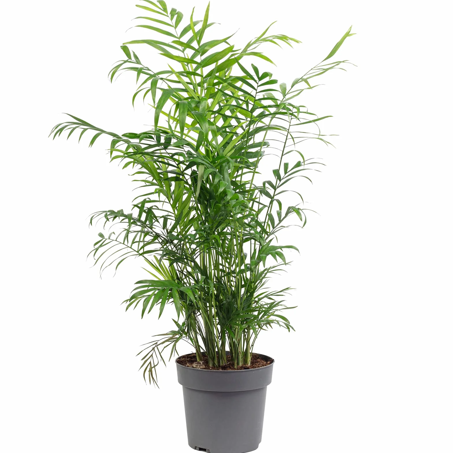 Chamaedorea elegans Palmier de montagne 70 cm pot Ø 17 cm plante intérieur