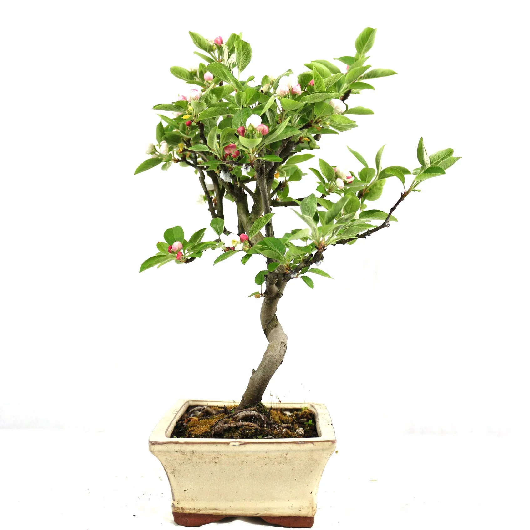 Bonsaï d'extérieur Malus Pommier décoratif 8 ans 32 cm