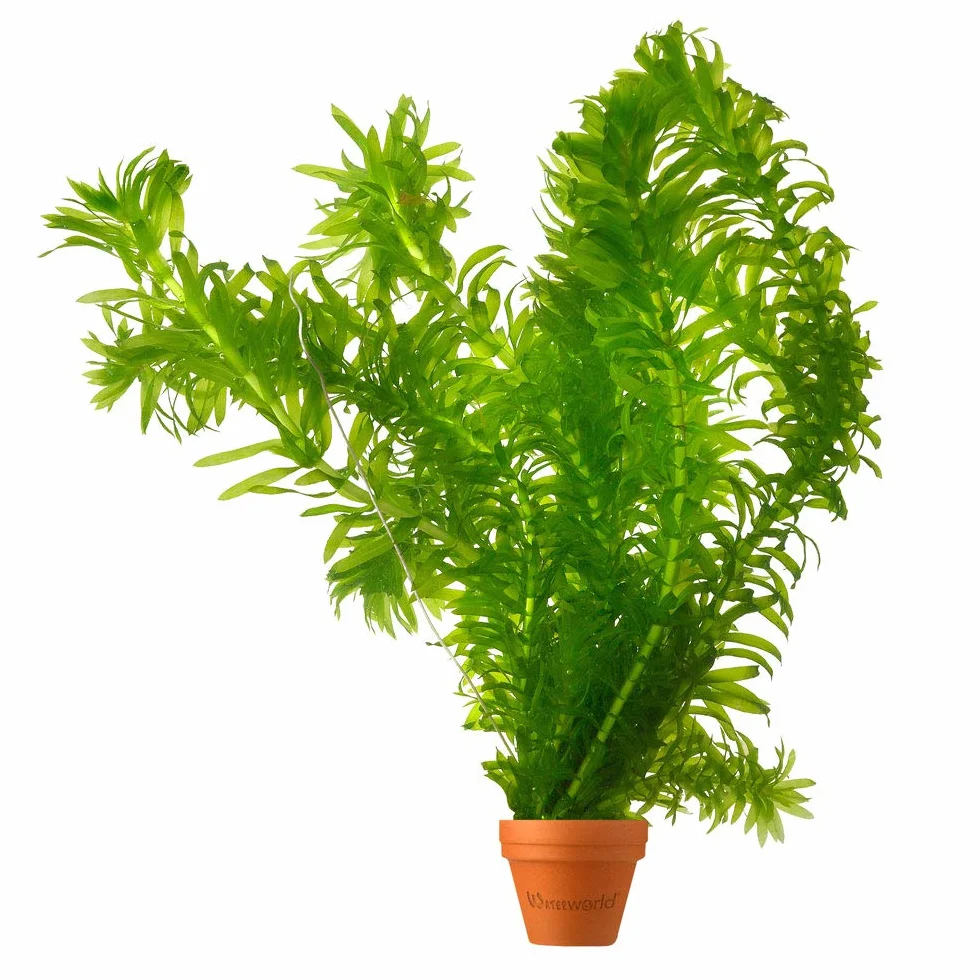 Élodée Elodea Densa Set de 5 Plante Oxygénante pour Bassin Aquarium