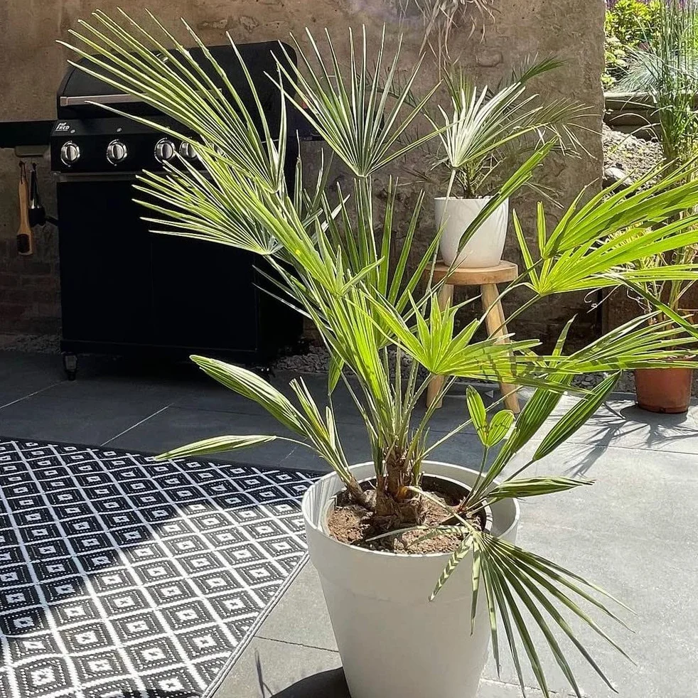 Bloomique Washingtonia Robusta Palmier éventail mexicain Hauteur 80-100 cm Pot 21 cm