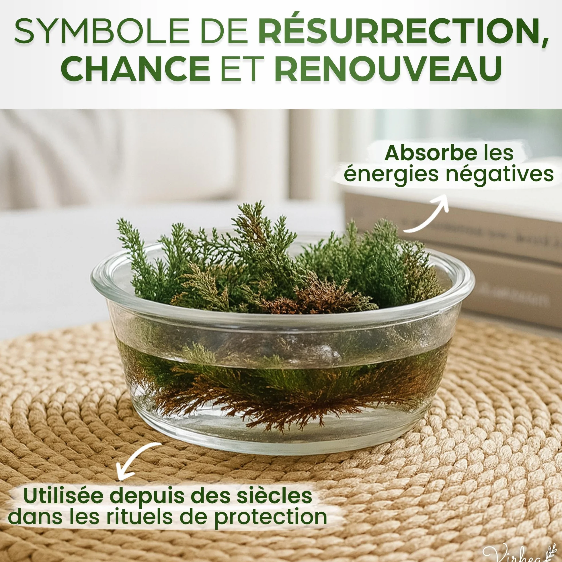 Rose de Jericho Selaginella Lepidophylla Plante de la Résurrection